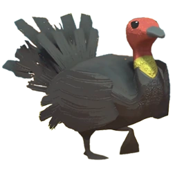 Scrub Turkey