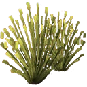 River Reed