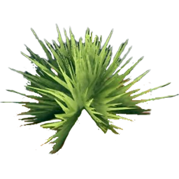 Spinife Tuft