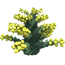 Yellow Wattle Bush