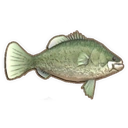 Murray Cod