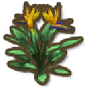 Bird of Paradise