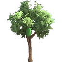 Bush Lime Tree