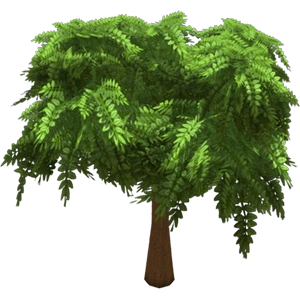 Coral Acacia Tree